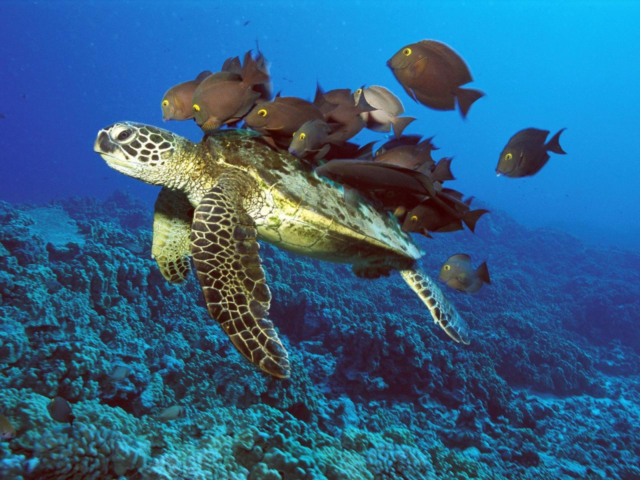 обои Green Sea Turtle Being Cleaned by Reef Fishes,   Hawaii фото