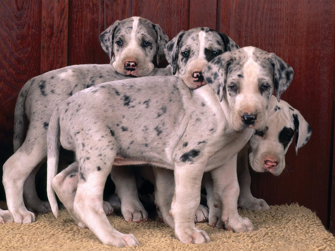 обои Harlequin Great Danes фото