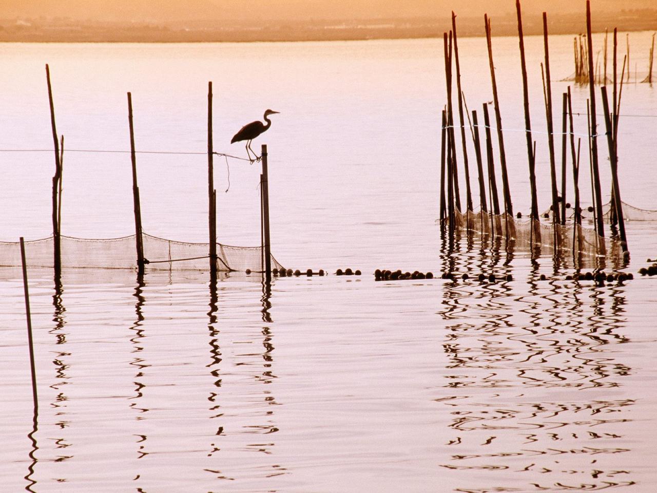 обои La Albufera National Park,   Spain фото