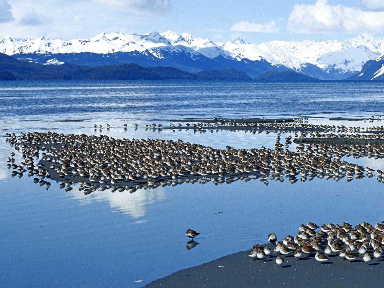 обои Western Sandpiper Flock,   Copper River Delta,   Alaska фото