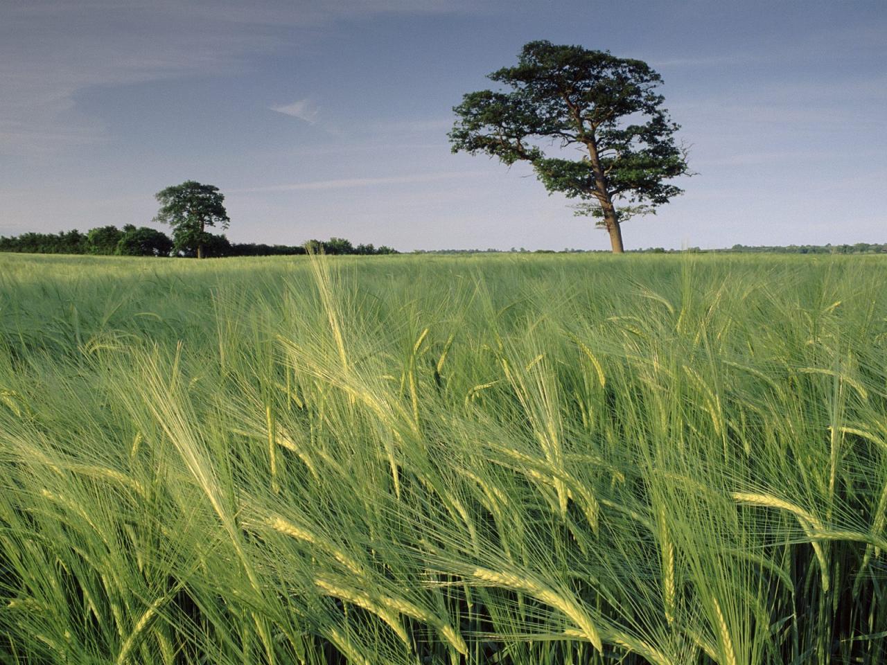 обои Barley Field,   North Somerset,   United Kingdom фото