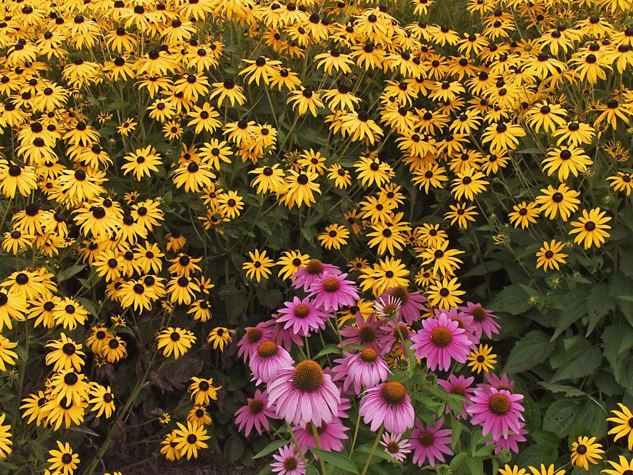 обои Brown-Eyed Susans and Purple Cone Flowers фото