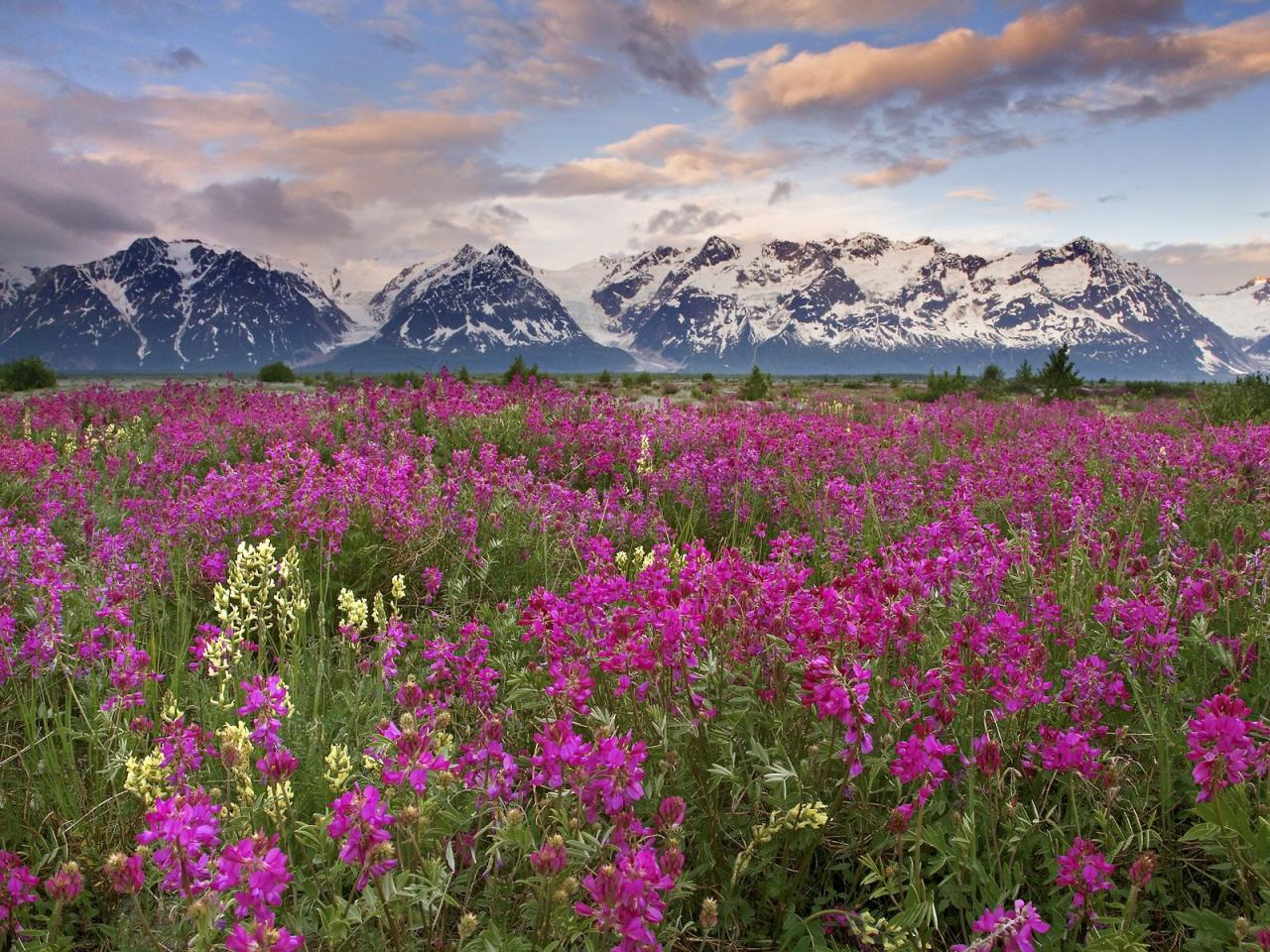 обои Fields of Vetch,   Alsek River Valley,   British Columbia,   Canada фото