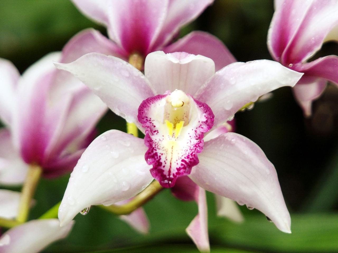 обои Orchids,   Callaway Gardens,   Georgia фото