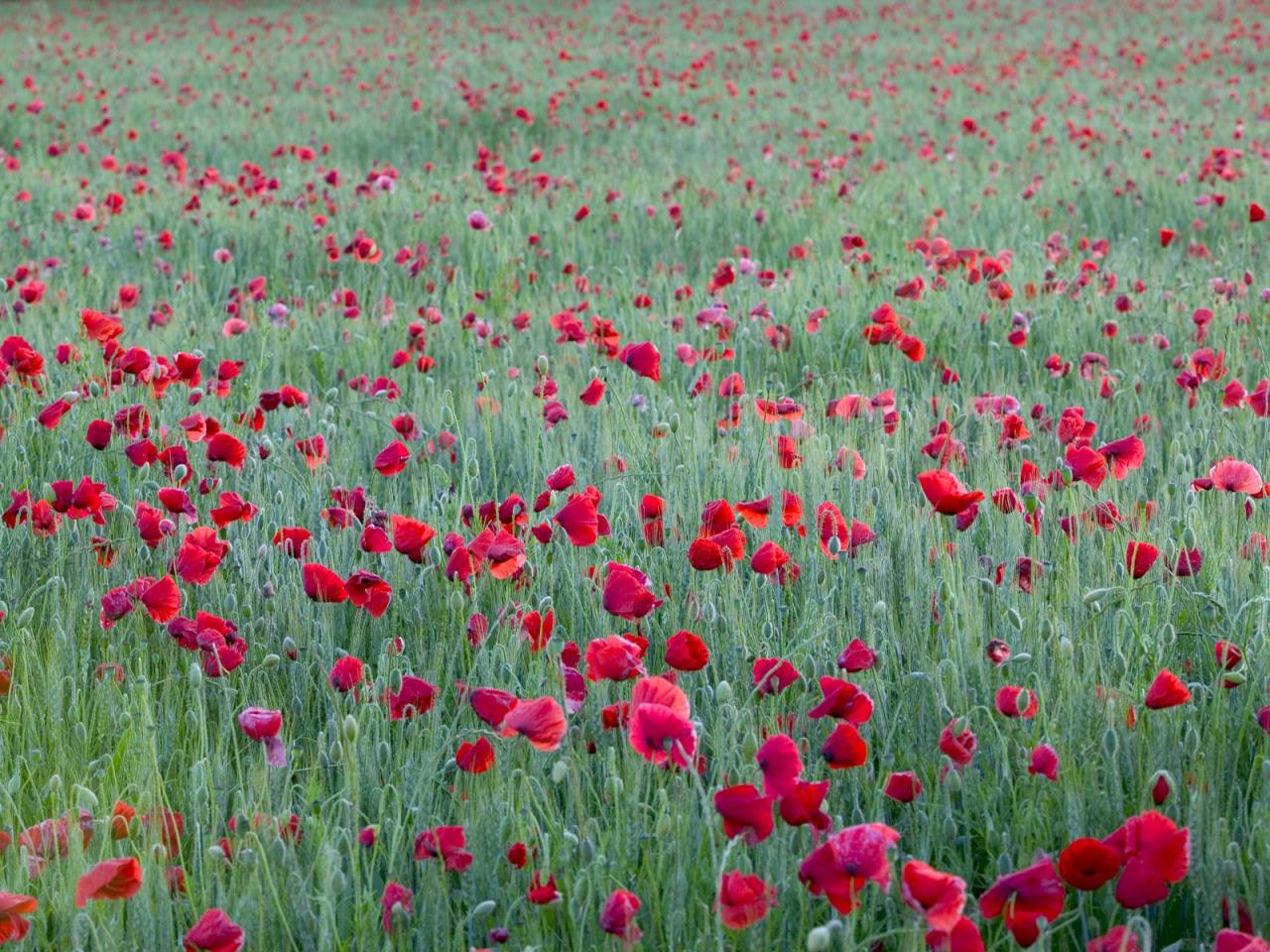 обои Red Poppies,   Yonne,   France фото