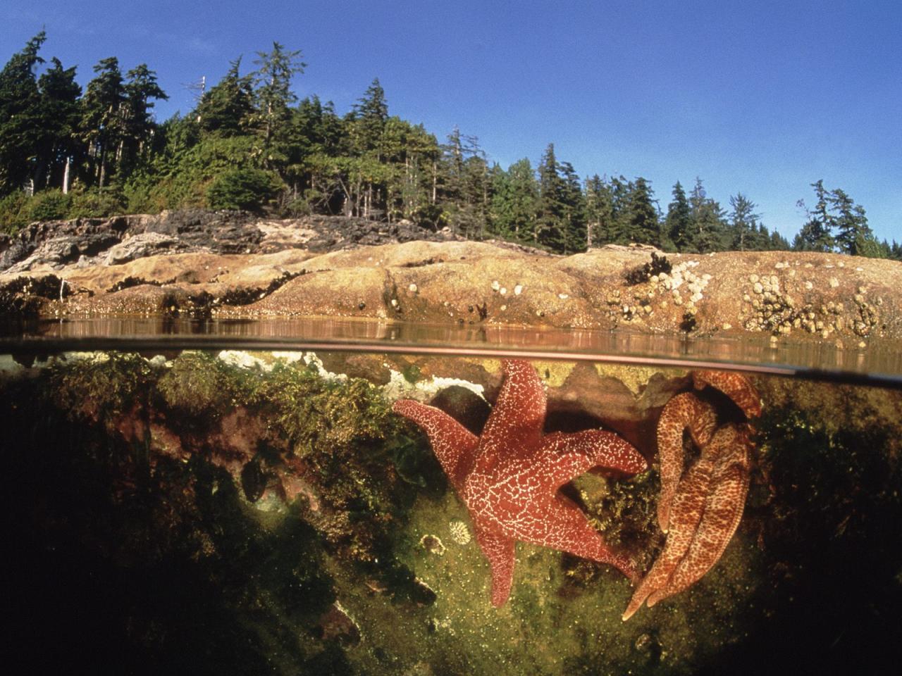 обои Starfish in a Tide Pool,   Canada фото