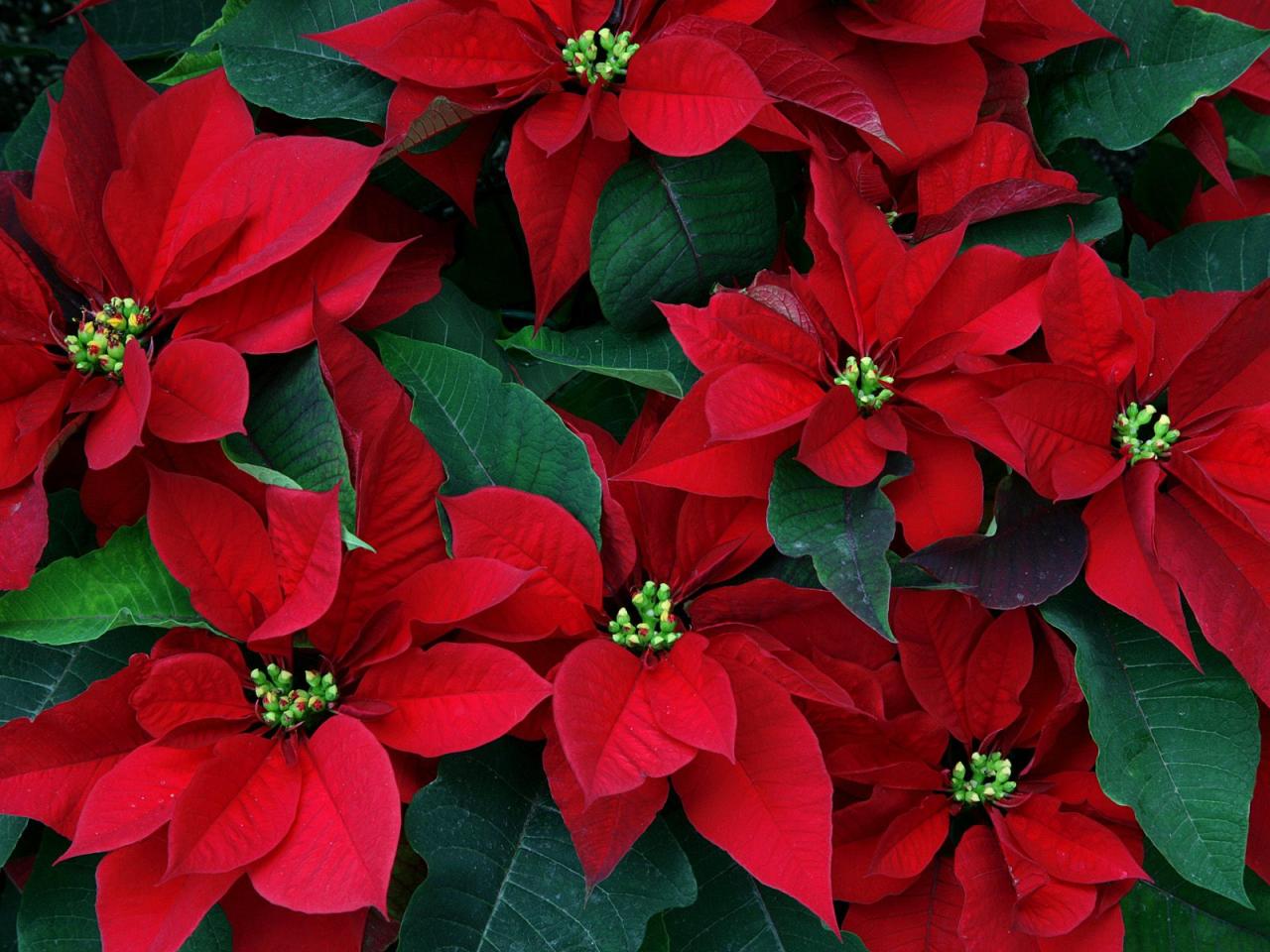 обои Red Poinsettias фото