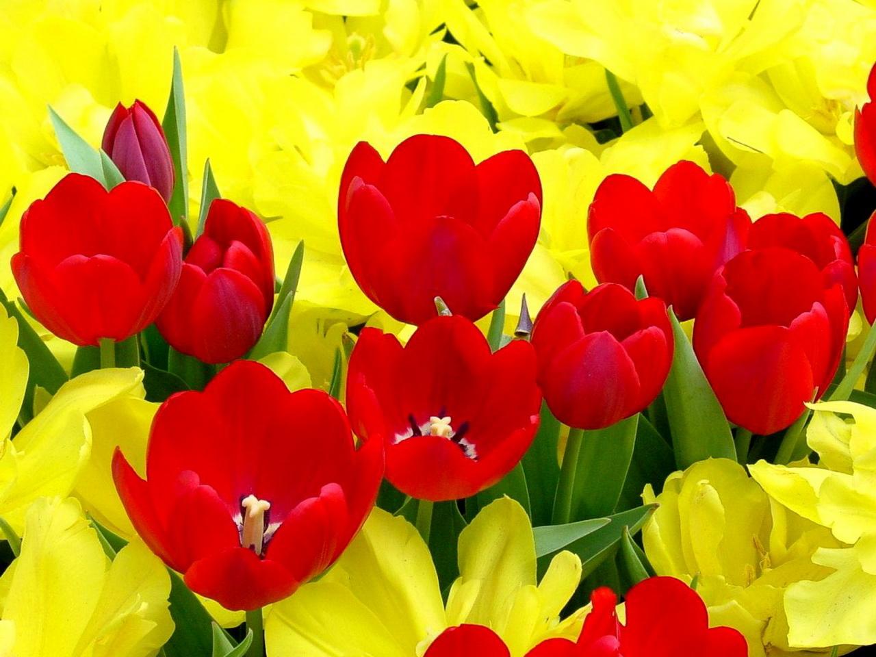 обои Желтые и красные тюльпаны крупным планом фото