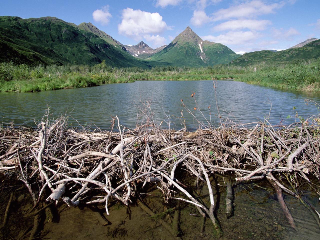 обои Beaver Dam,   Tikchik State Park,   Alaska фото