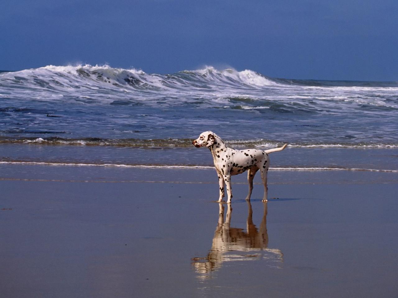 обои A Day at the Beach,   Dalmatian фото