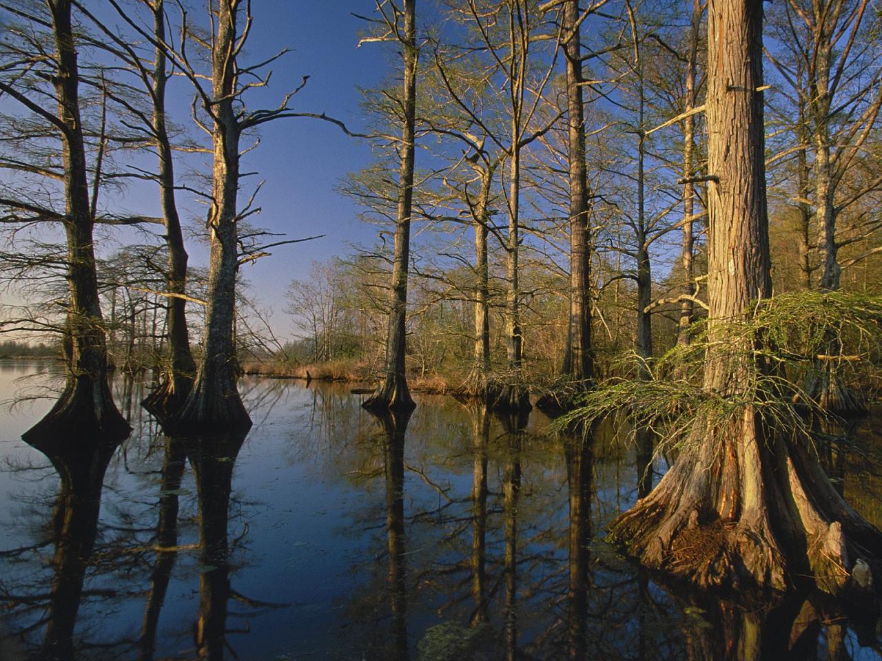 обои Bald Cypress Trees at Sunset,   Reelfoot Lake,   Tennessee фото