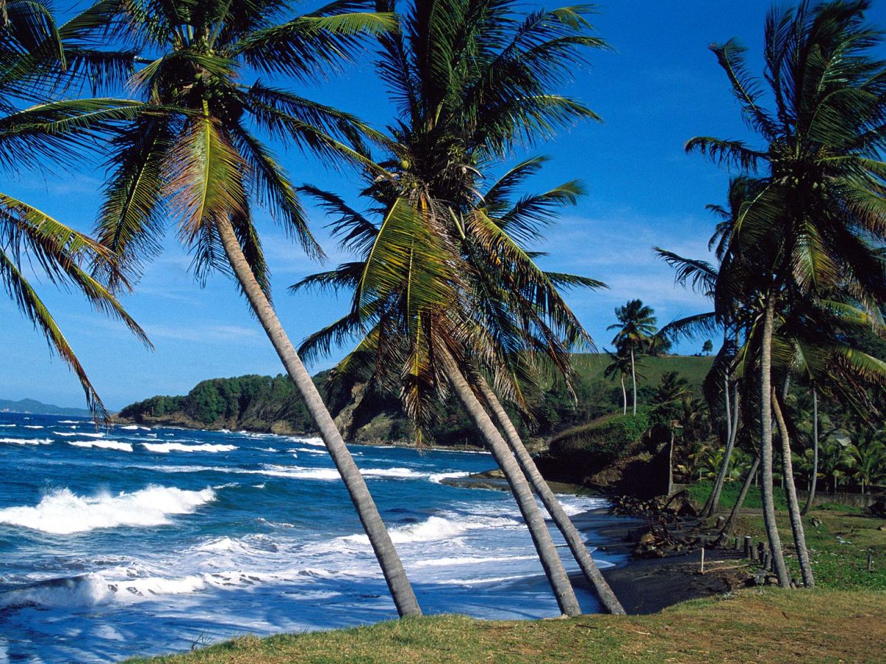 обои Пальмы и пляж фото