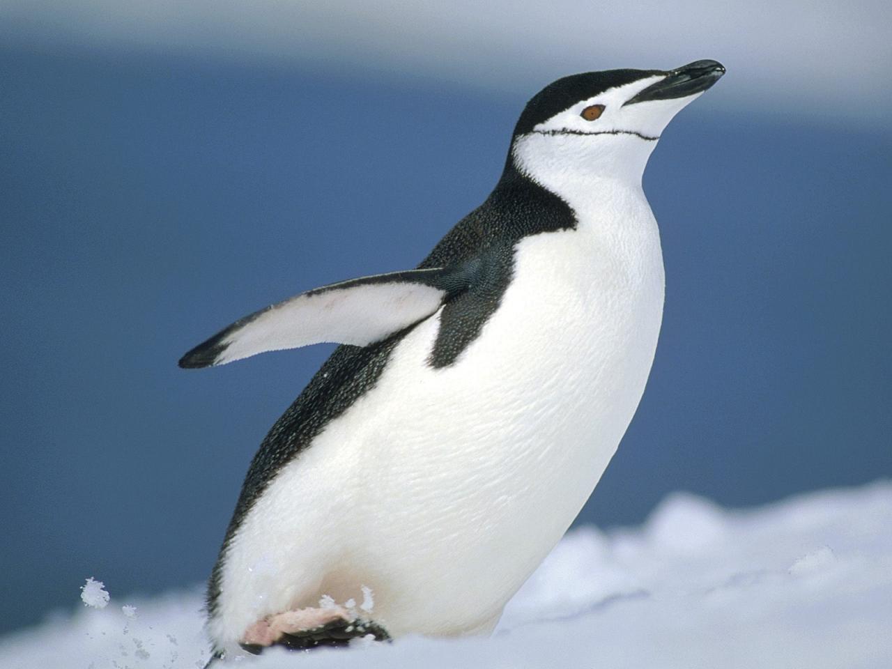 обои Chinstrap Penguin,   Half Moon Island,   South Shetland Islands,   Antarctica фото