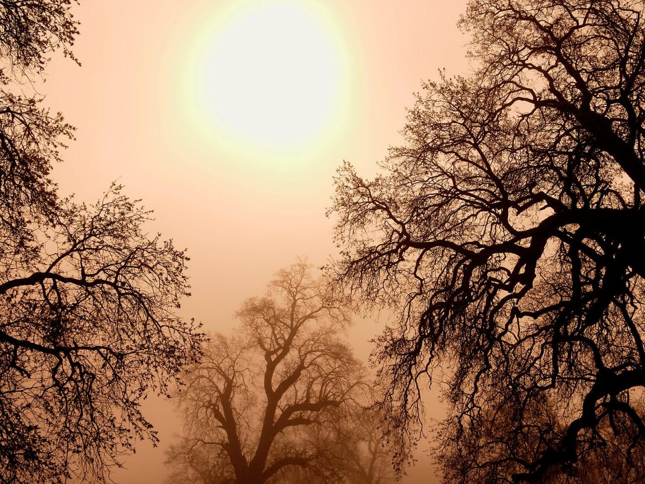 обои Foggy California Sunrise фото