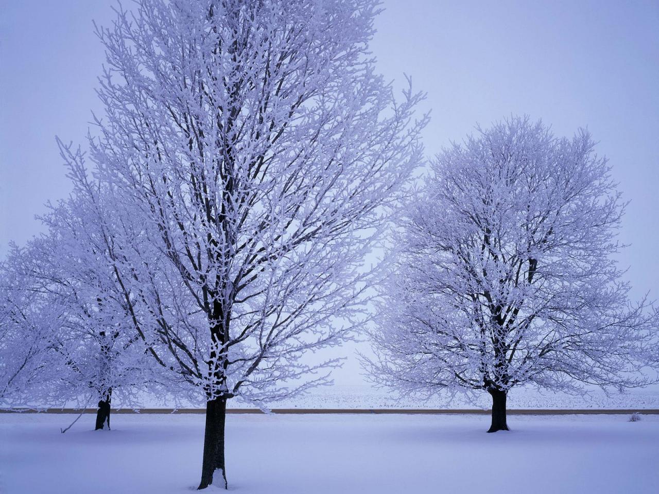 обои Hoar Frost-Covered Trees,   LaSalle County,   Illinois фото