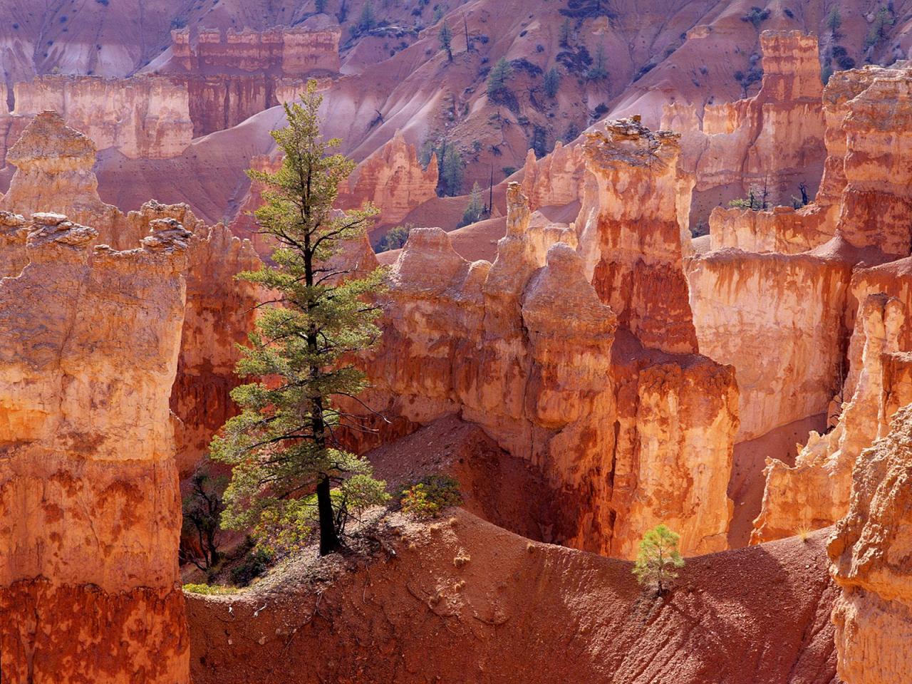 обои Lone Tree,   Bryce Canyon,   Utah фото