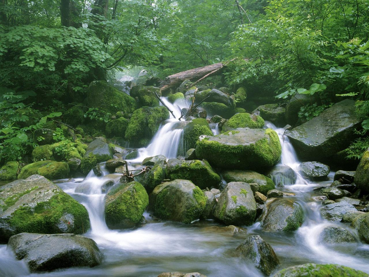 обои Running Stream Through a Japanese Beech Forest,   Shirakami Sanchi,   Japan фото