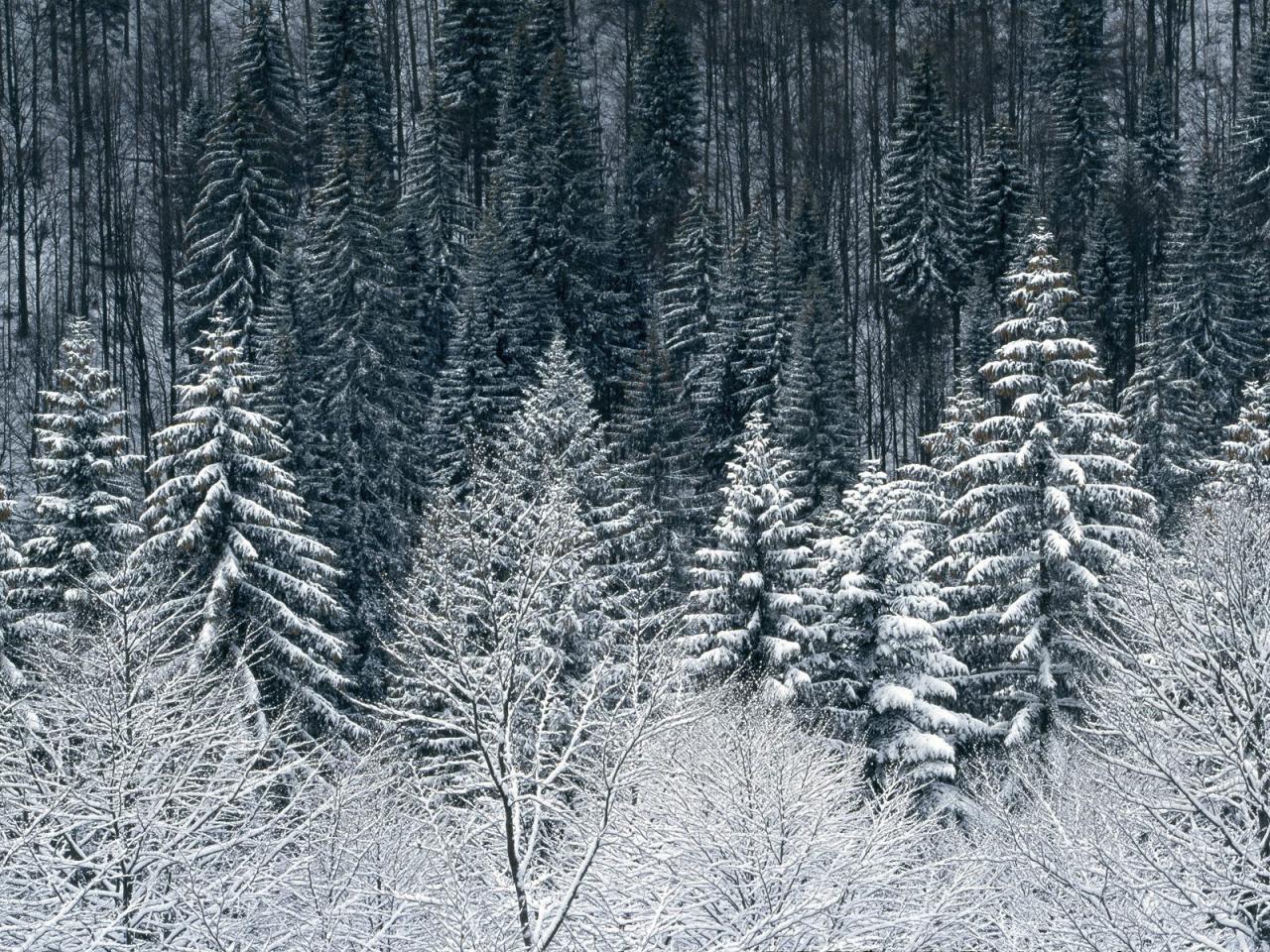 обои Sneznik Forest,   Slovenia фото