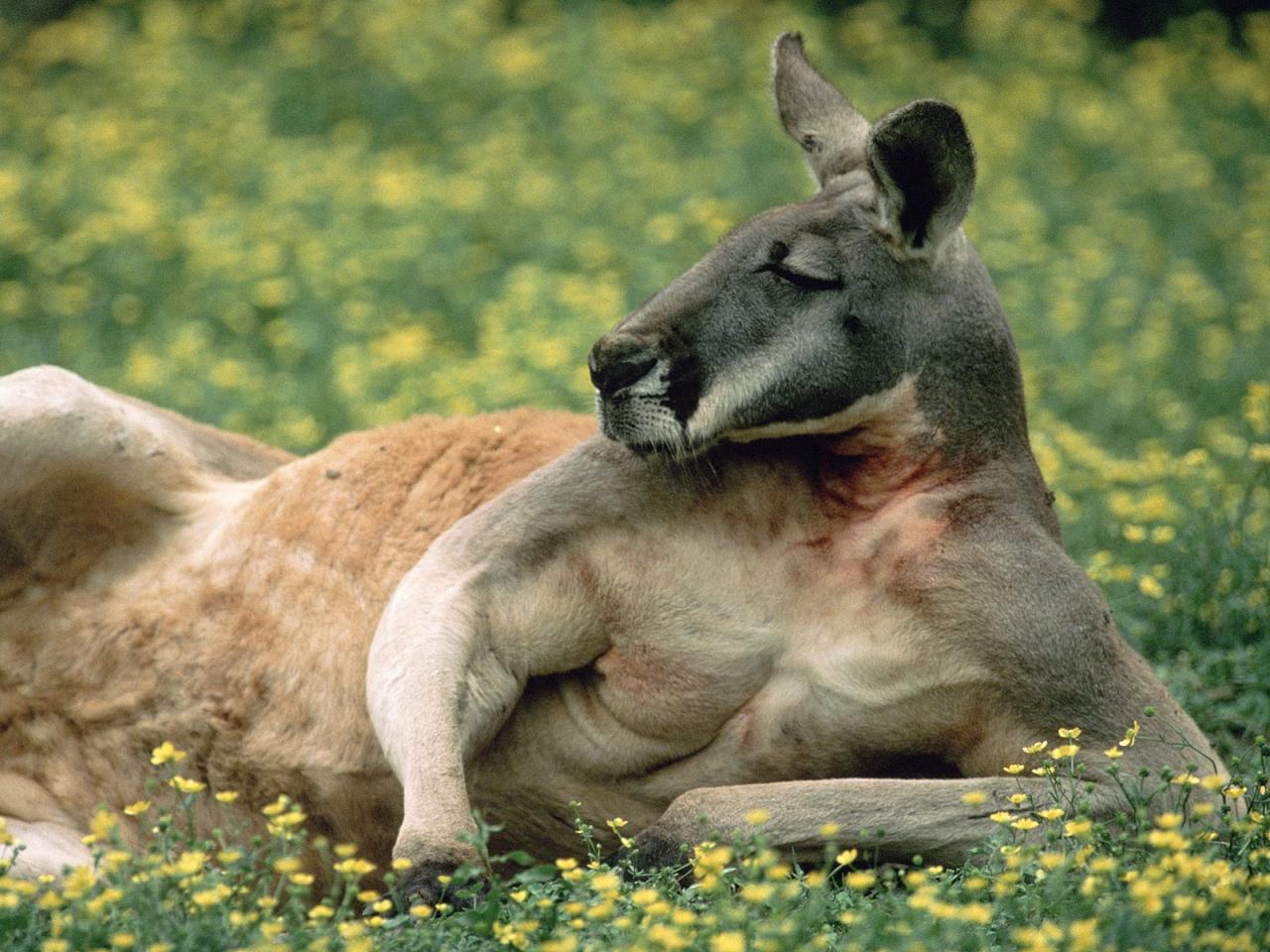 обои Red Kangaroo,   Australia фото