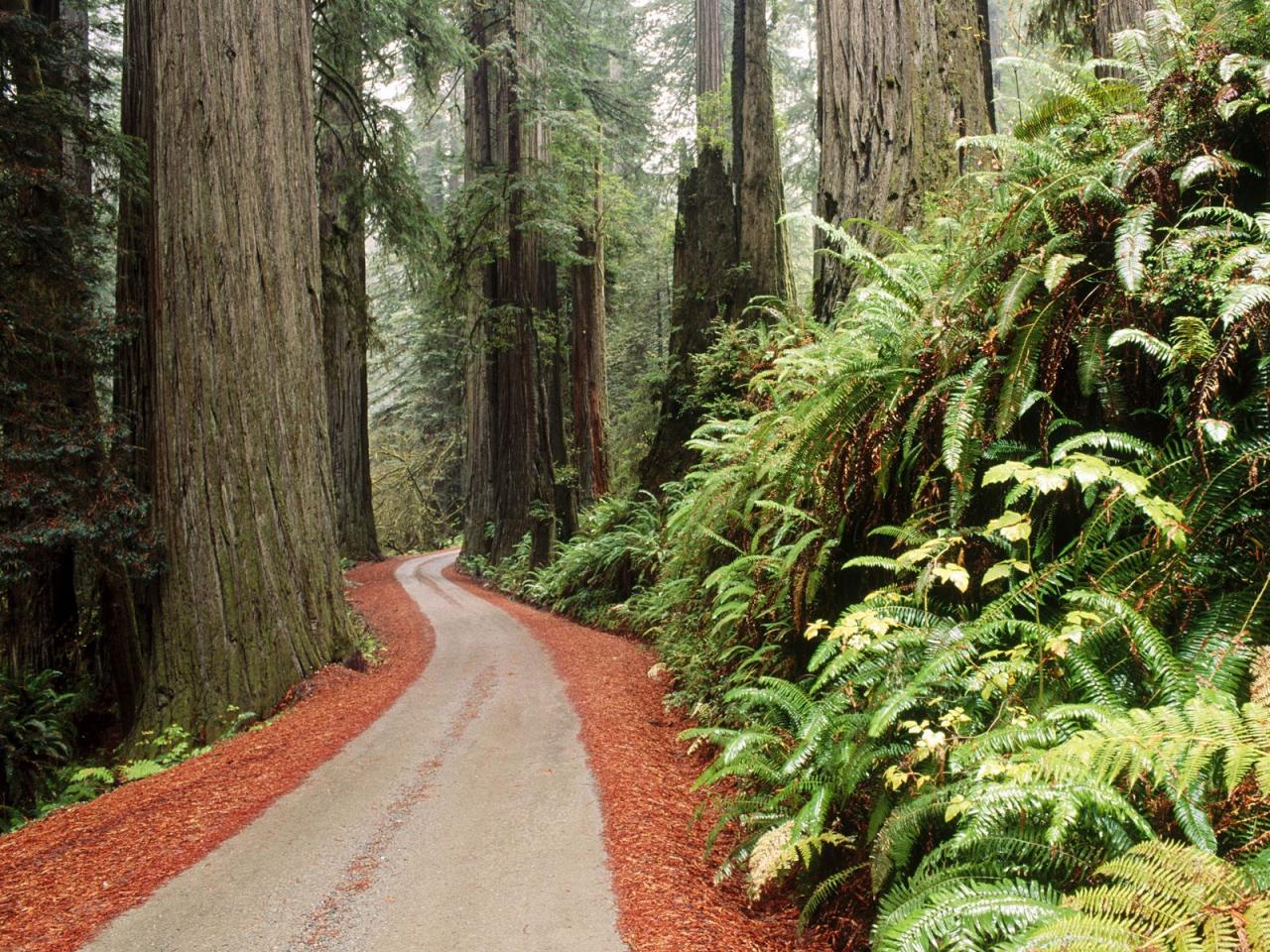 обои Redwood National Park,   California фото