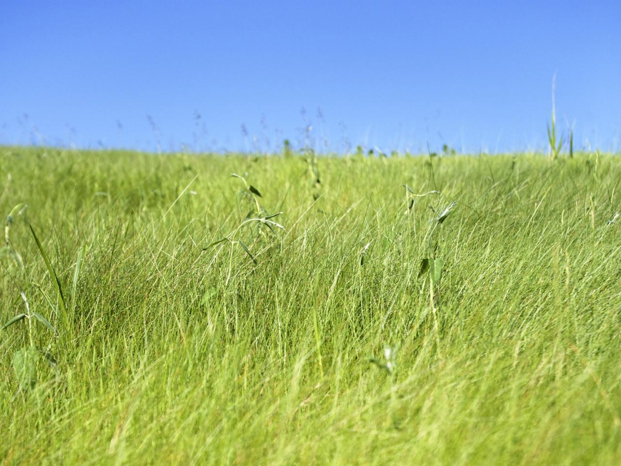 обои Поле с сухой травой и безоблачное небо фото
