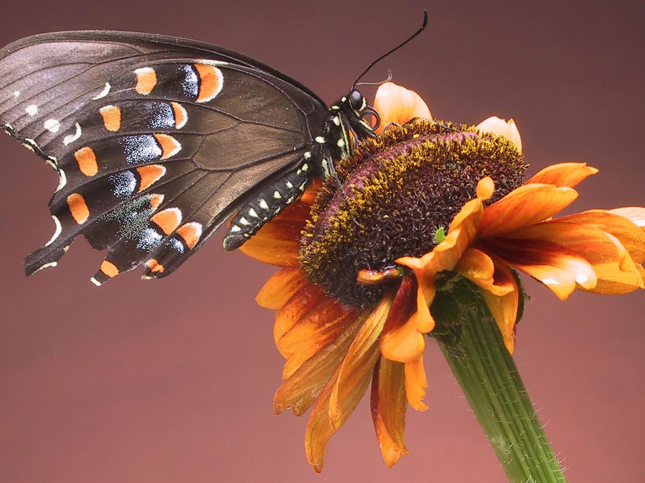 обои Бабочка на цветке фото