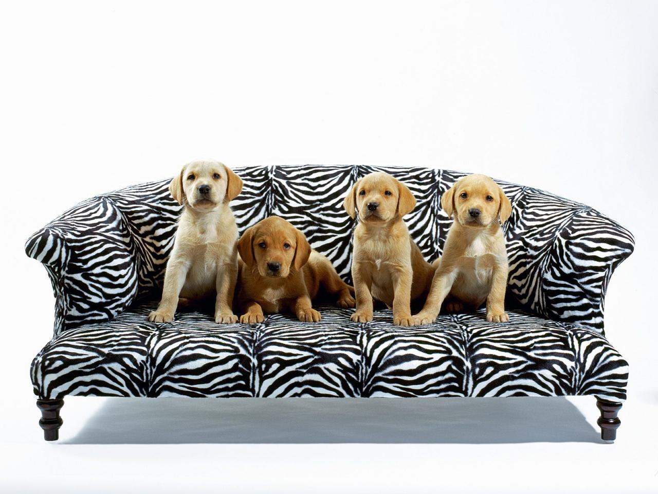 обои Bark a loungers фото