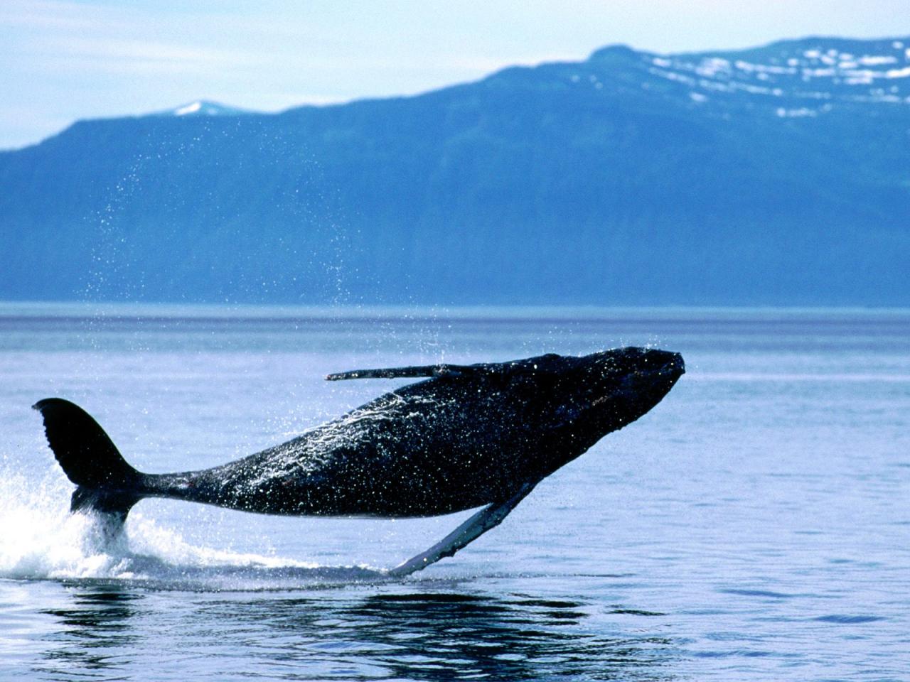 обои Breaching,   Humpback Whale фото