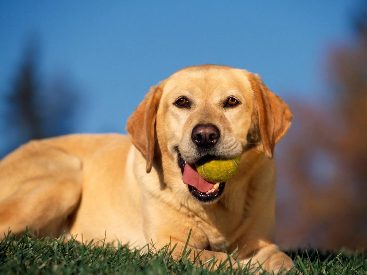 обои Break Time,   Yellow Labrador фото