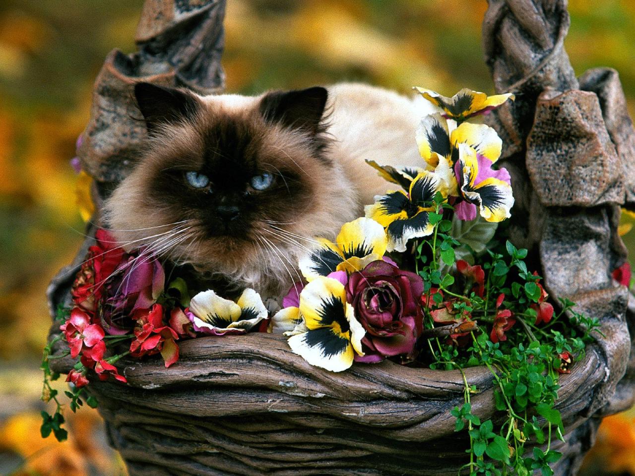 обои Cat of Garden Variety фото