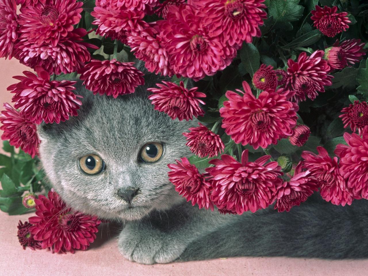 обои Persian Gray Cat фото