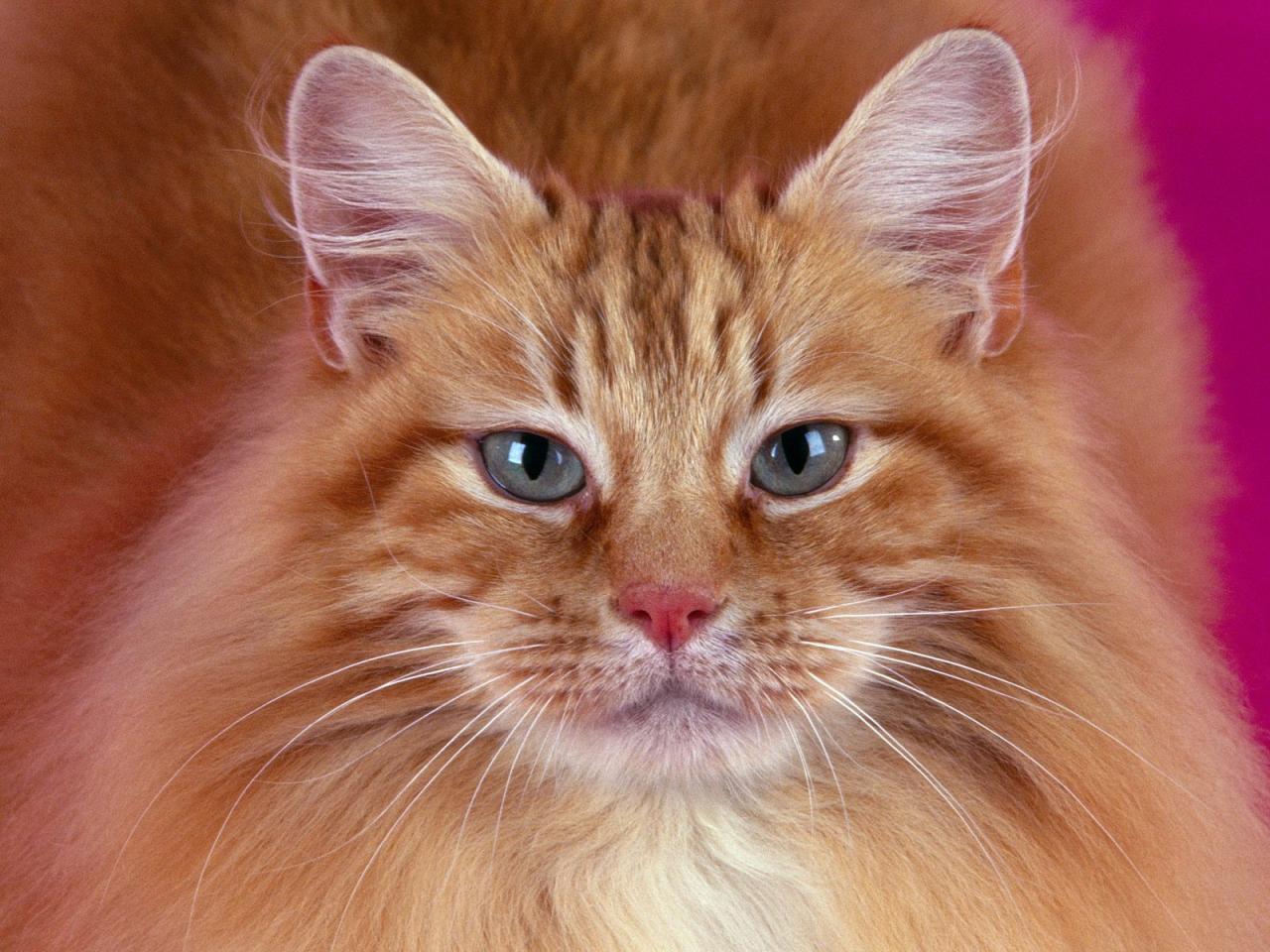 обои Portrait of Ryzhy Cat фото
