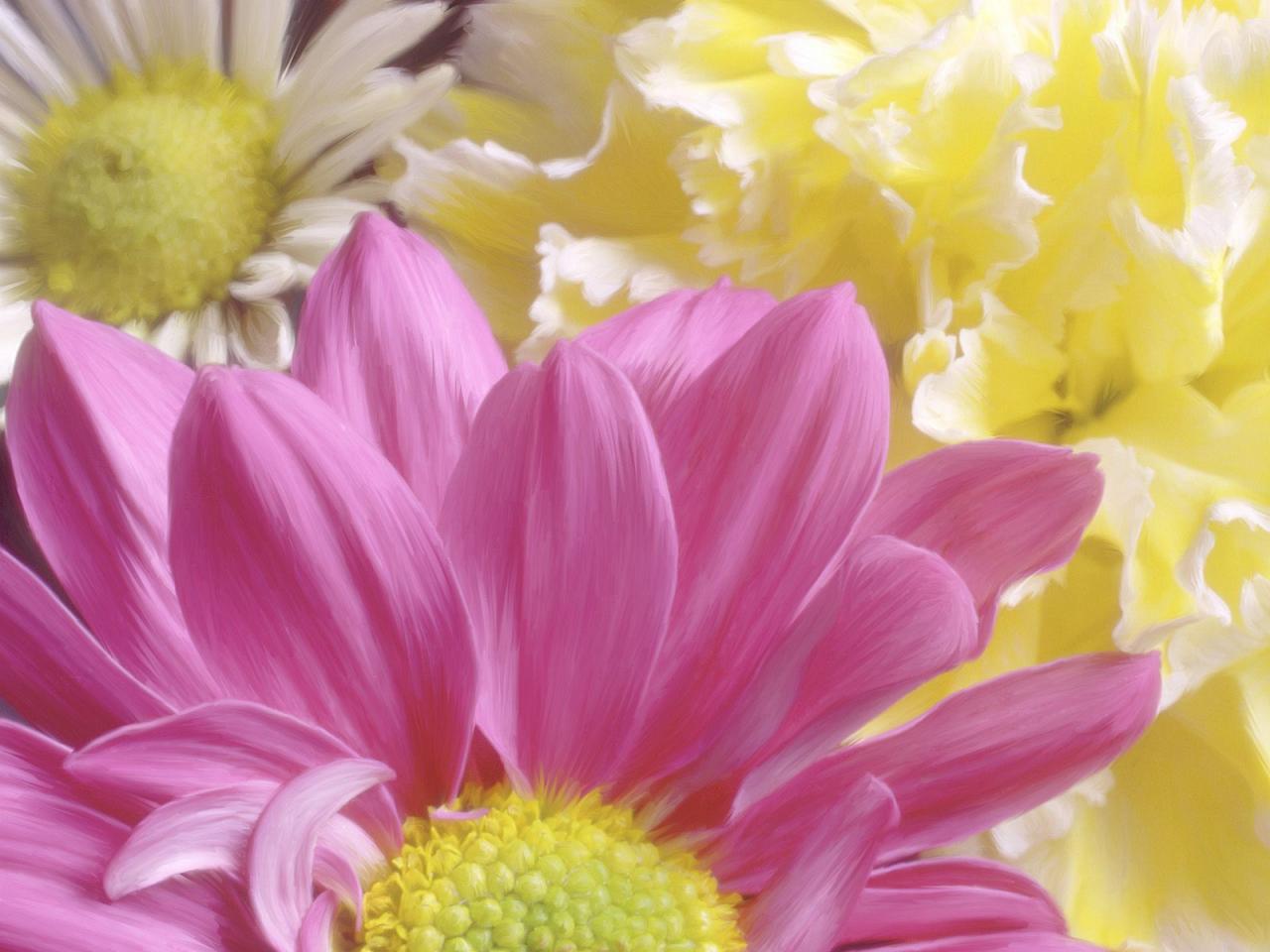 обои Chrysanthemums Flowers фото