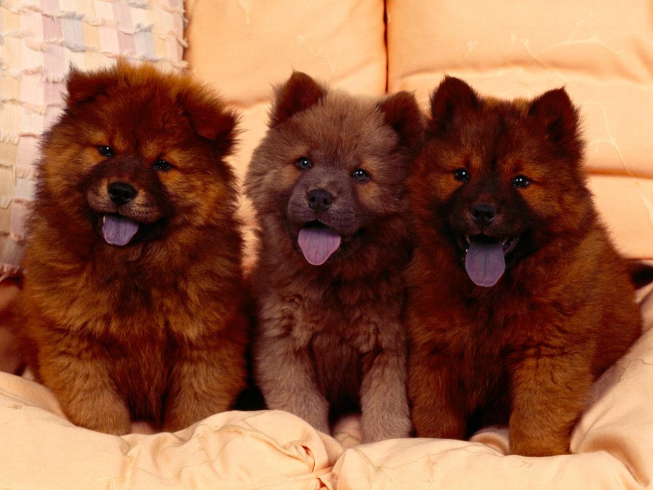 обои Cozy Couch,   Chow Chow Puppies фото