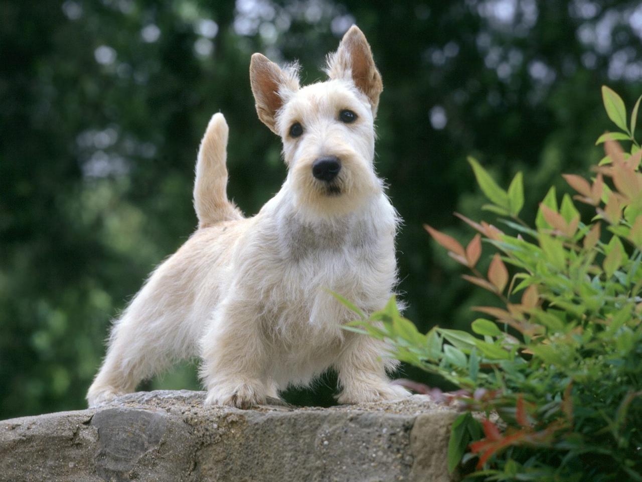 обои Samari,   Scottish Terrier,    Wheaten  Color фото