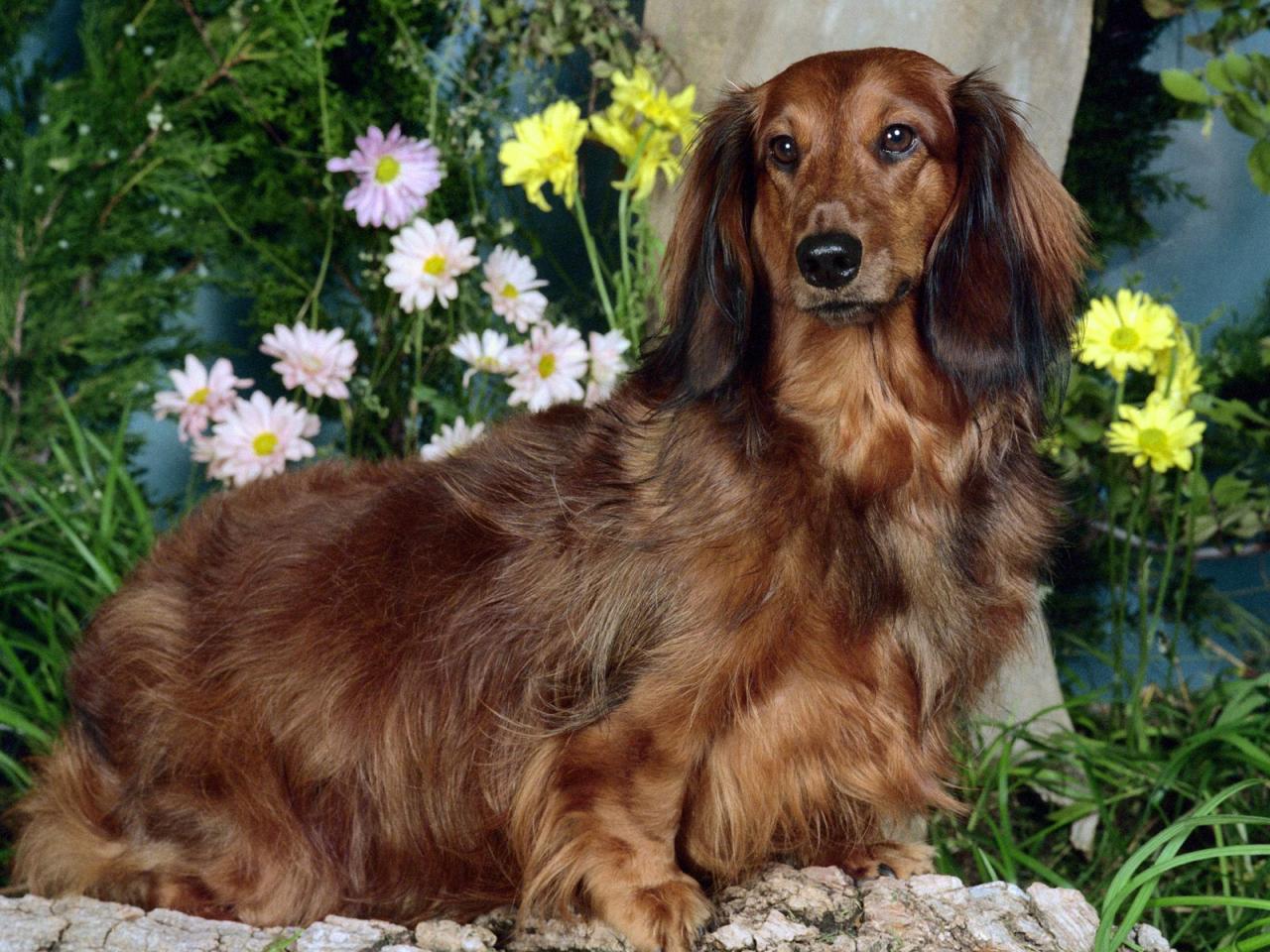 обои Sassy,   Standard Longhair Dachshund фото