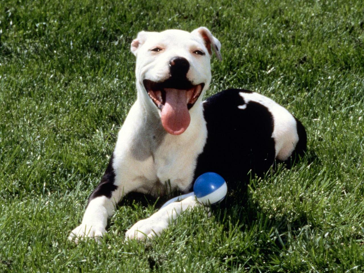 обои Satisfied,   American Pit Bull Terrier фото