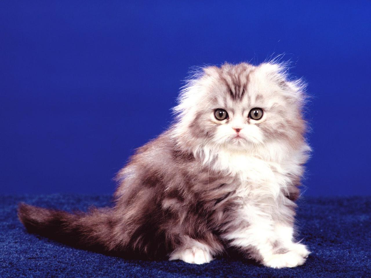 обои Scottish Fold Kitty фото