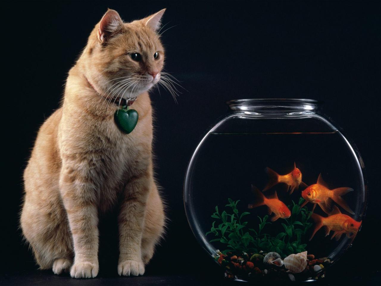 обои Cat and Fishes Temptation фото