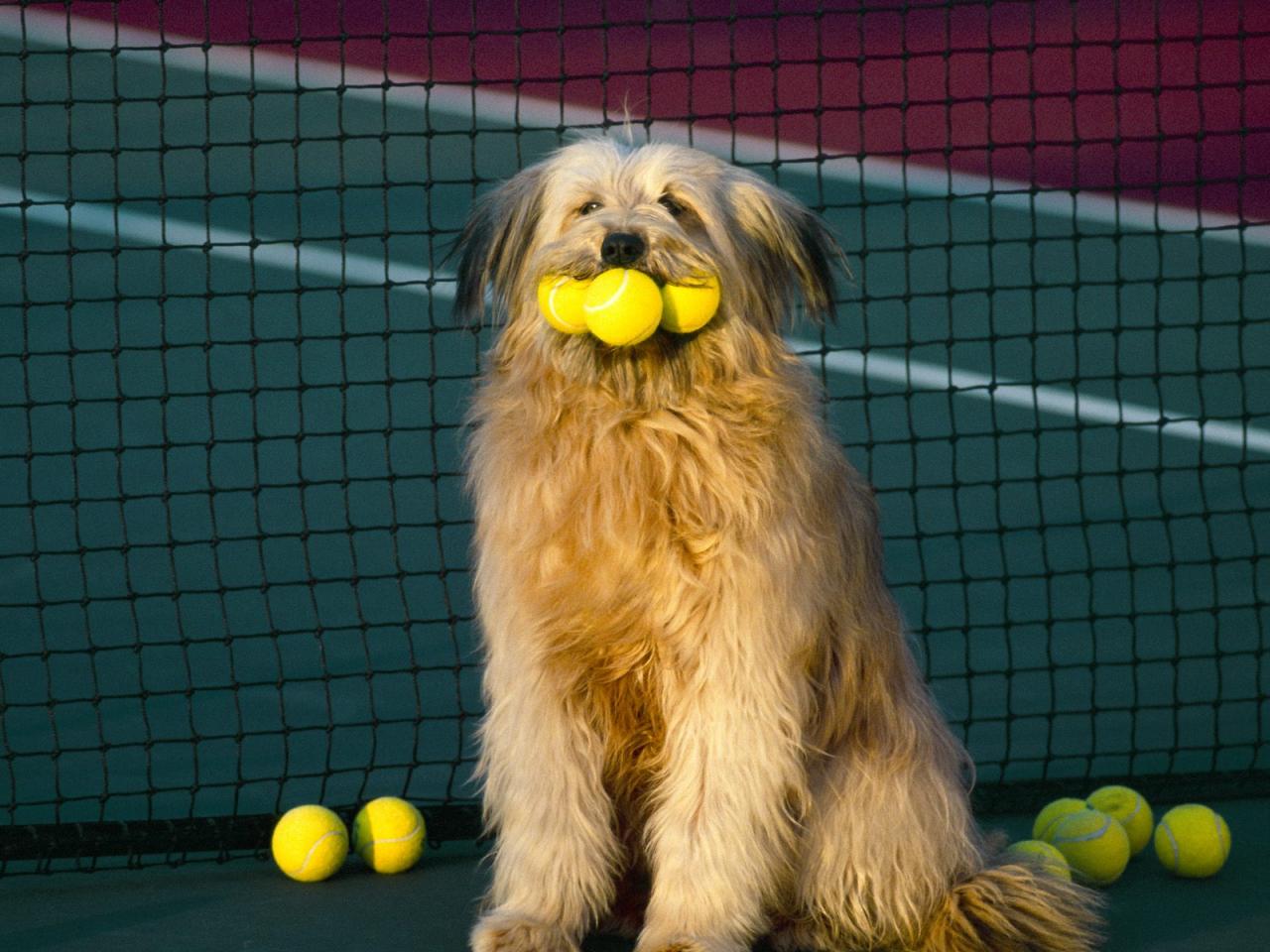 обои Tennis,   Anyone Dog фото