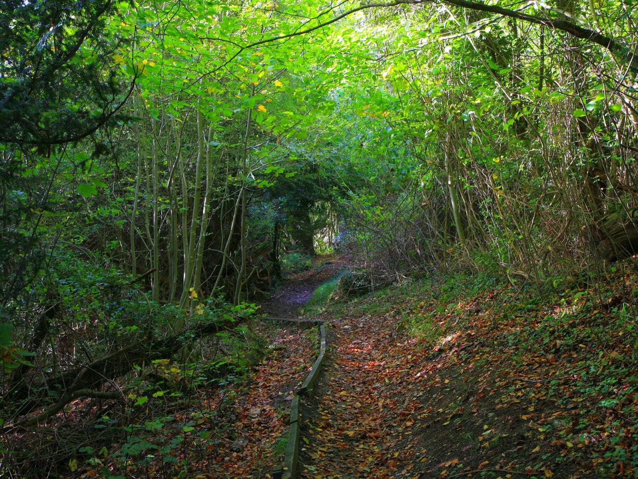 обои Between Dorking and Merstham on the North Downs Way,   England фото