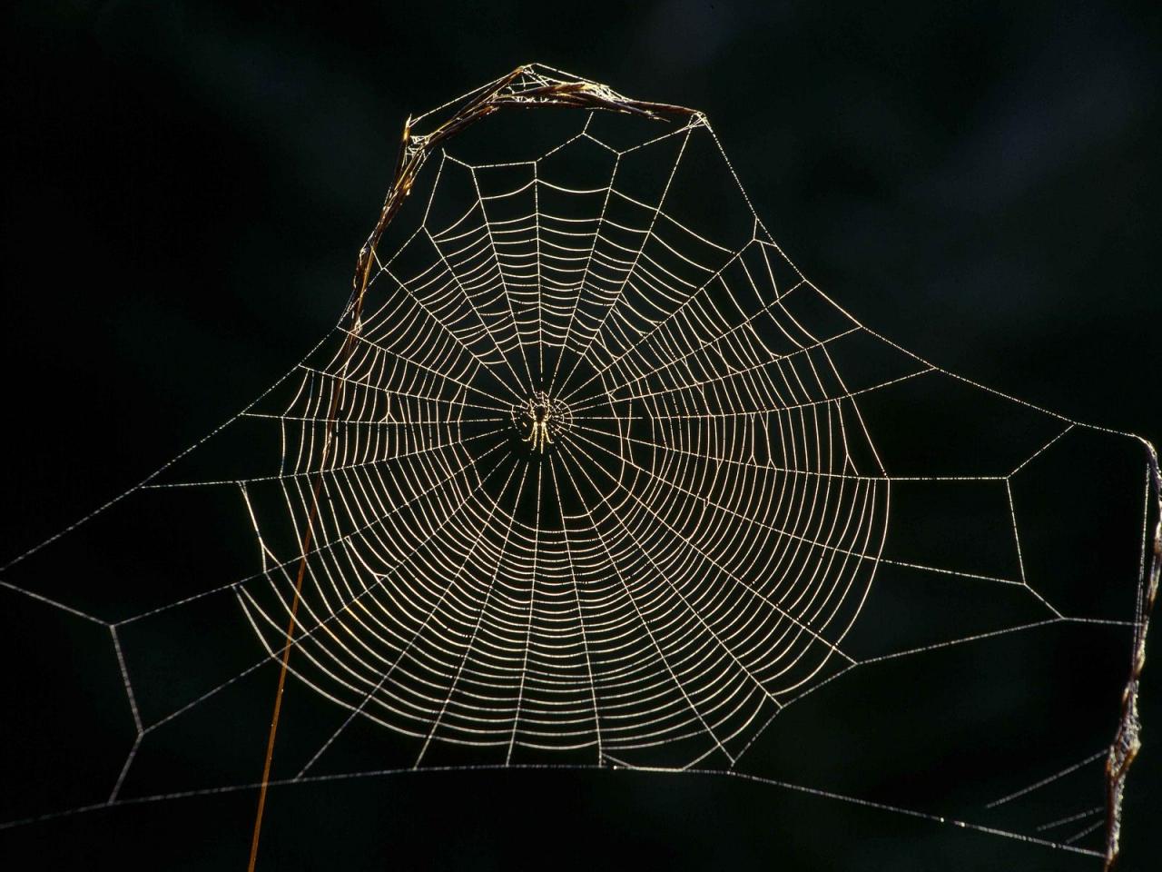 обои Delicate Spider Web,   Sneznik Forest,   Slovenia фото