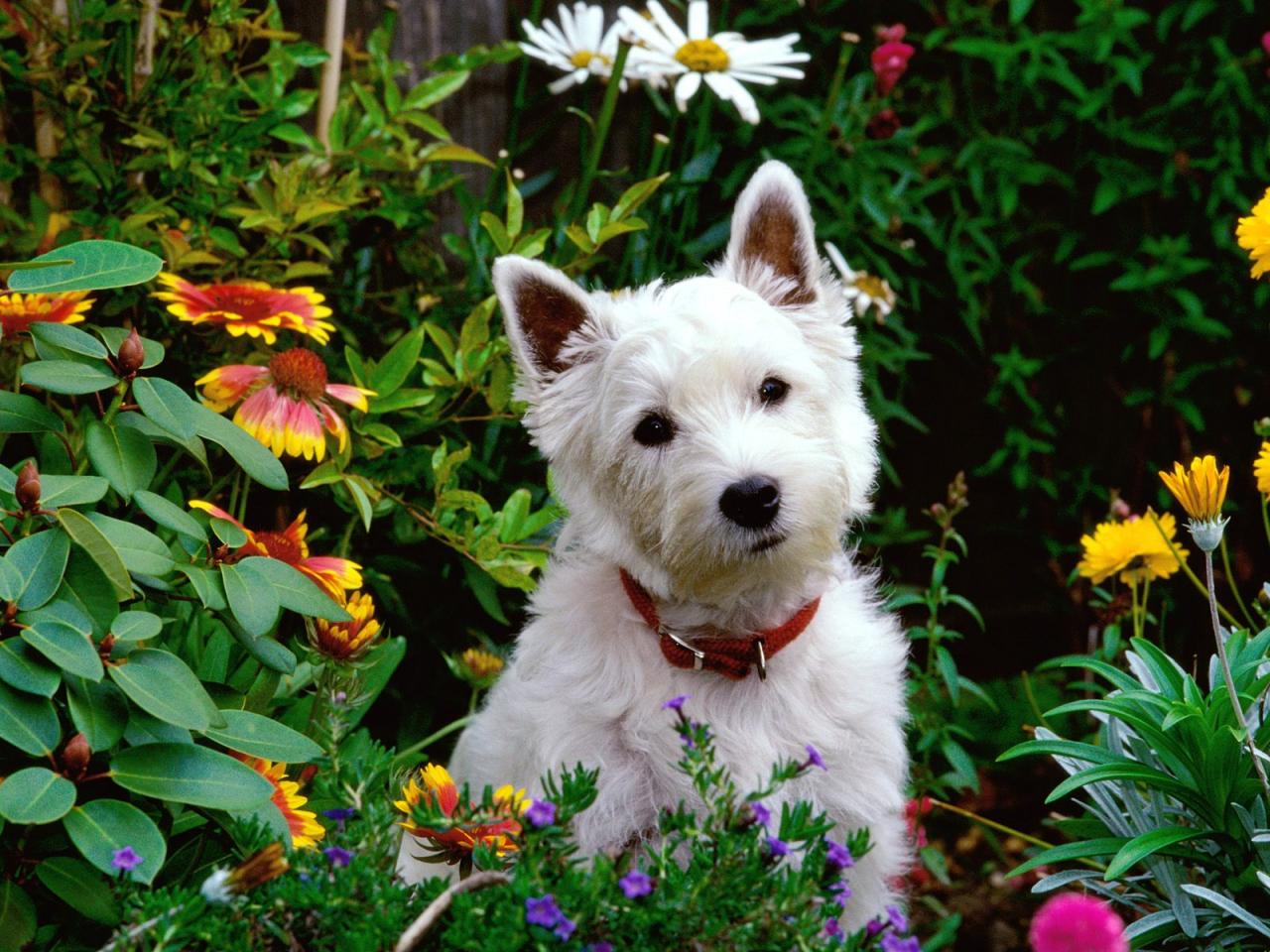 обои West Highland Terrier фото