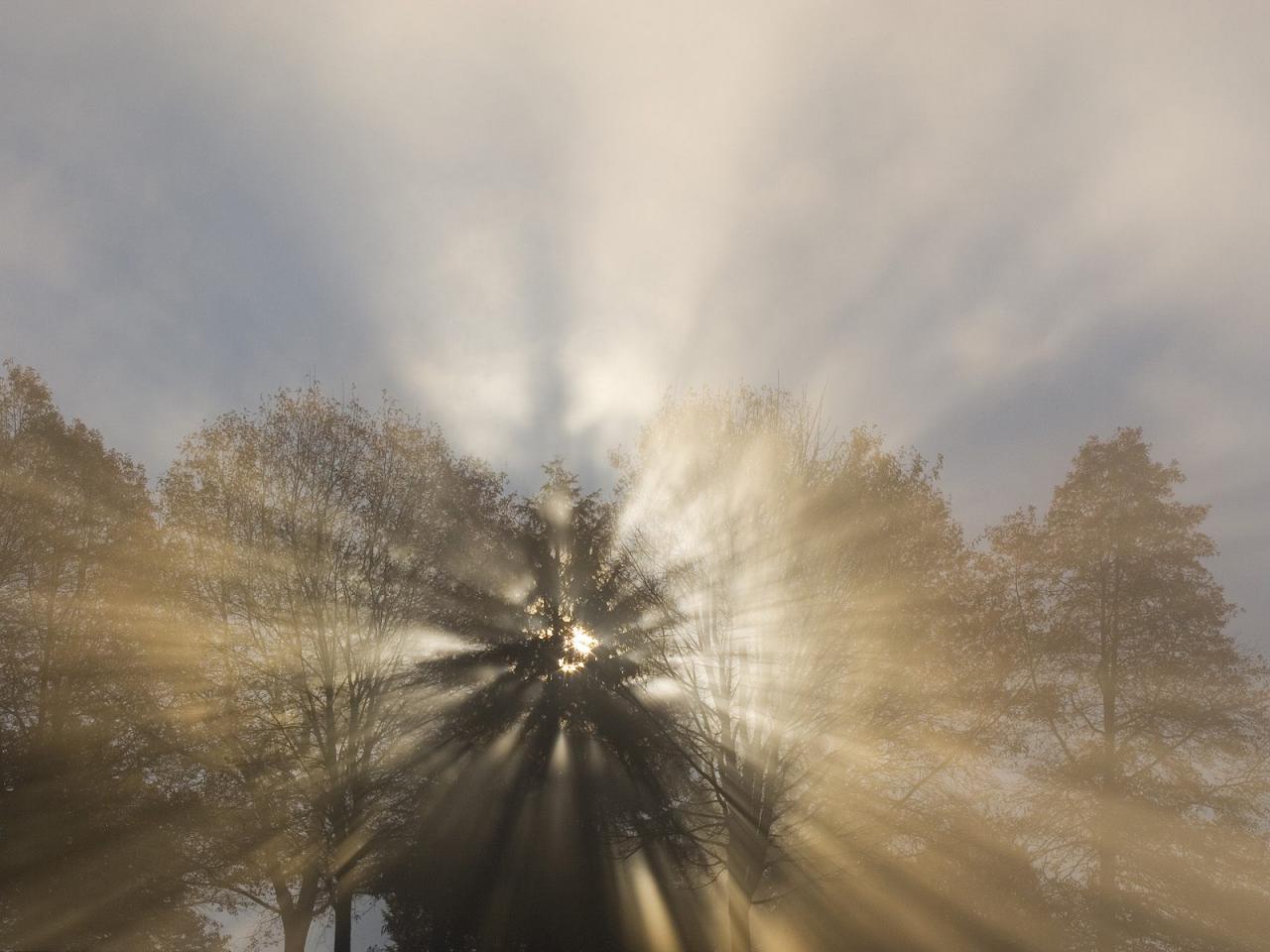 обои Foggy Forest Sunrise,   Columbia River Gorge,   Oregon фото