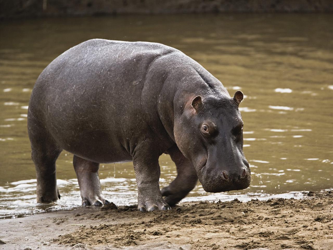 обои Hippopotamus,   Masai Mara,   Kenya фото