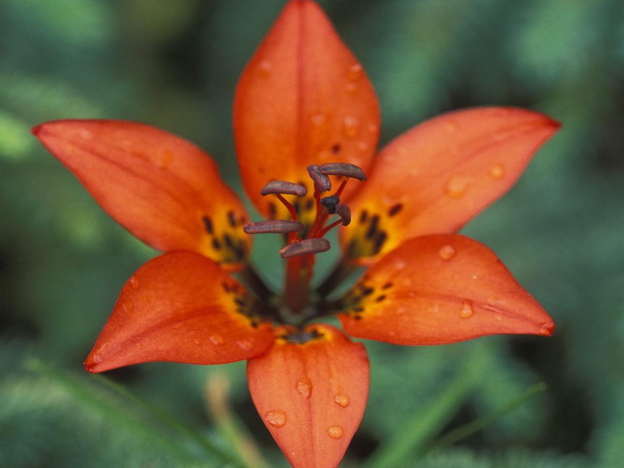 обои Rocky Mountain Lily,   Alberta,   Canada фото