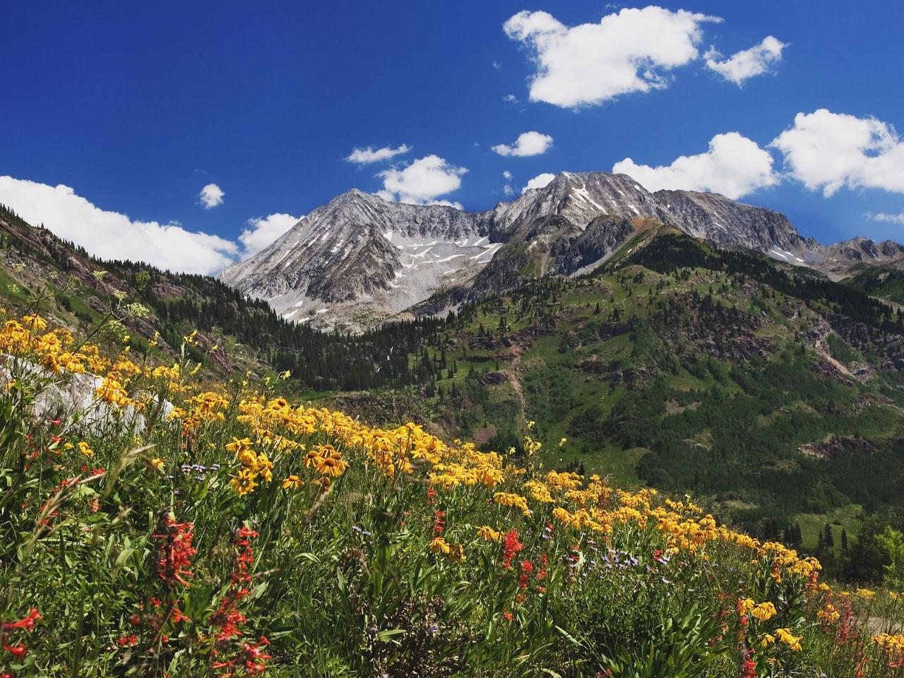 обои Spring Wildflowers in Alpine Meadow at Lead King Basin in Marble,   Colorado фото