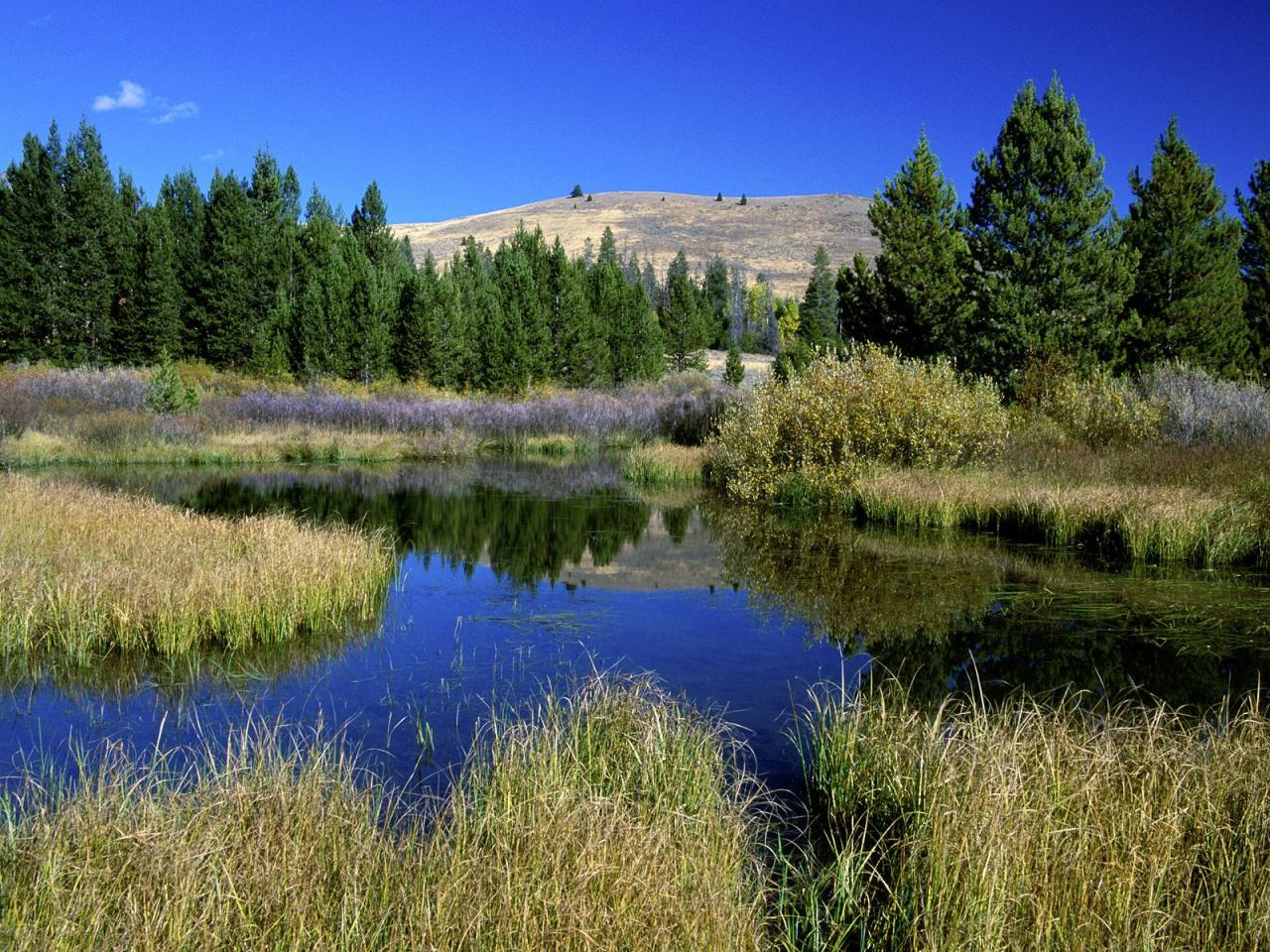 обои Beaver Ponds,   Sun Valley,   Idaho фото