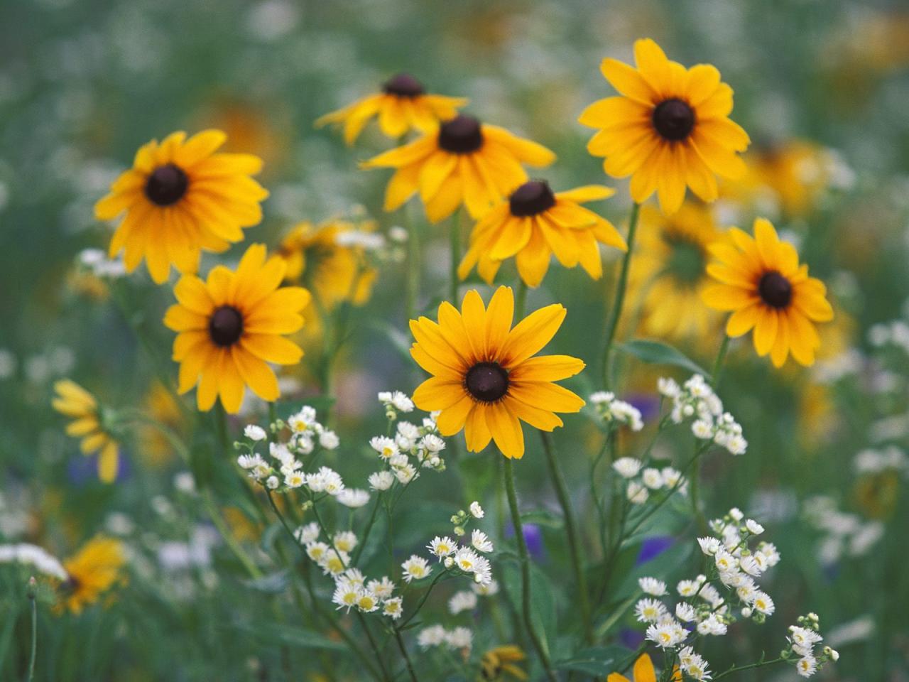 обои Black-Eyed Susans and Daisy Fleabane,   Kentucky фото