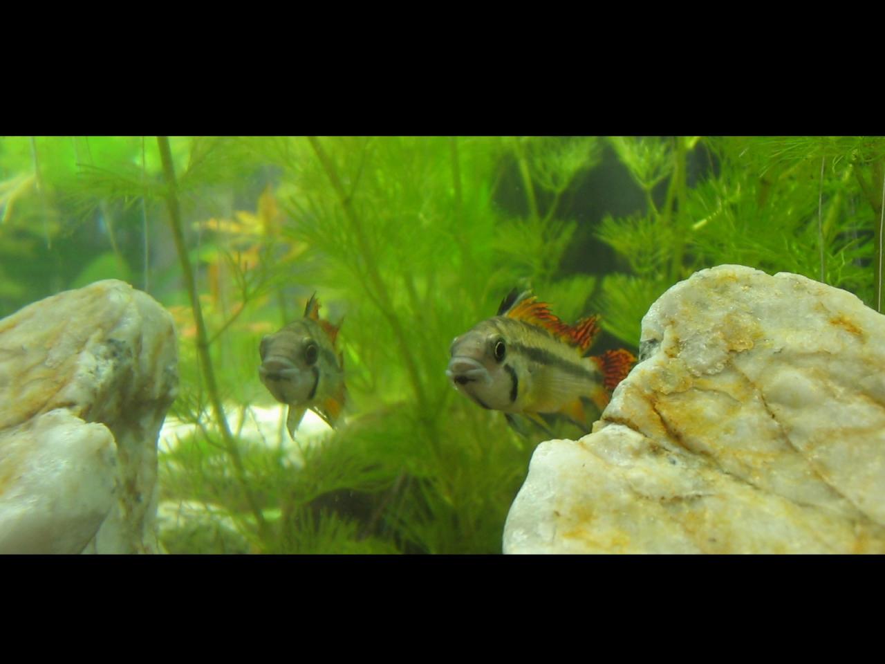 обои Рыбки на фоне камней фото